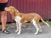 Photo №1. schweizer laufhund - for sale in the city of Khmelnitsky | 1585$ | Announcement № 116214