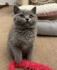 Photo №1. british shorthair - for sale in the city of Vienna | 317$ | Announcement № 88476