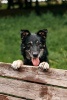 Photo №3. Great guy Bono is looking for a home!. Russian Federation