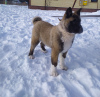 Photo №2 to announcement № 9036 for the sale of american akita - buy in Russian Federation breeder