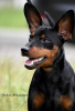 Photo №1. miniature pinscher - for sale in the city of Kiev | 819$ | Announcement № 72133