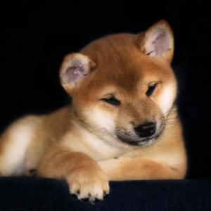 Photo №1. shiba inu - for sale in the city of Nizhny Novgorod | Negotiated | Announcement № 4476