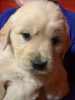 Photo №3. Lovely Golden Retriever puppies now for you. Netherlands