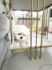 Photo №4. I will sell maltese dog, maltipu in the city of Atlanta. private announcement - price - 400$