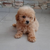 Photo №1. poodle (toy) - for sale in the city of Paris | 182$ | Announcement № 8861