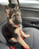Photo №1. german shepherd - for sale in the city of Budapest | 528$ | Announcement № 100284