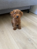 Photo №3. Puppy toy poodle redbrown. Switzerland