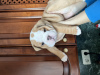 Additional photos: English bulldog puppies for sale