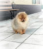 Photo №1. pomeranian - for sale in the city of Minsk | 302$ | Announcement № 93237