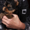 Photo №2 to announcement № 119344 for the sale of yorkshire terrier - buy in Germany private announcement