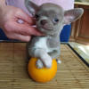 Photo №1. chihuahua - for sale in the city of New York | 500$ | Announcement № 104176