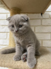 Photo №3. Scottish purebred kittens. Russian Federation