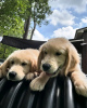 Photo №1. golden retriever - for sale in the city of Quedlinburg | 423$ | Announcement № 120381