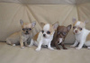 Photo №1. chihuahua - for sale in the city of Chicago | 350$ | Announcement № 115400