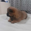 Photo №2 to announcement № 91218 for the sale of chow chow - buy in Serbia 