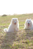 Photo №4. I will sell samoyed dog in the city of Tula. breeder - price - 384$