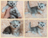 Photo №2 to announcement № 92092 for the sale of scottish fold - buy in Belarus private announcement