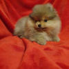 Photo №4. I will sell pomeranian in the city of Brest. breeder - price - 1522$