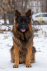 Photo №2 to announcement № 126844 for the sale of german shepherd - buy in Russian Federation breeder