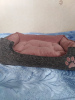 Photo №3. Houses, beds, ottomans for cats, dogs, ferrets, etc. in Ukraine