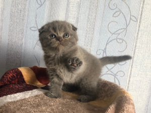 Photo №1. scottish fold - for sale in the city of Ulyanovsk | 211$ | Announcement № 6455