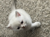 Additional photos: British Kittens