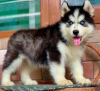 Photo №1. siberian husky - for sale in the city of Milan | 370$ | Announcement № 110936