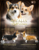 Photo №1. welsh corgi - for sale in the city of Dnipro | 1902$ | Announcement № 55622