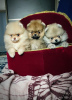 Photo №1. pomeranian - for sale in the city of Minsk | 250$ | Announcement № 92850