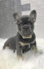 Photo №4. I will sell french bulldog in the city of Москва. from nursery - price - negotiated