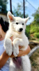 Photo №2 to announcement № 114524 for the sale of berger blanc suisse - buy in Serbia 