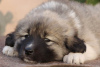 Additional photos: Caucasian German Shepherd puppies