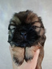 Additional photos: Purebred Shih Tzu puppies