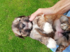 Photo №2 to announcement № 66733 for the sale of shih tzu - buy in Lithuania private announcement, from nursery, breeder
