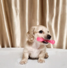 Additional photos: Offered for sale a puppy cream dachshund, Cream dachshund golden, Rare color.