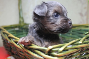 Additional photos: Adorable york puppies for sale (mini)