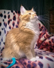 Photo №2 to announcement № 10559 for the sale of maine coon - buy in Ukraine from nursery