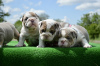 Photo №1. english bulldog - for sale in the city of Minsk | negotiated | Announcement № 106838