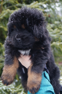 Photo №2 to announcement № 6063 for the sale of tibetan mastiff - buy in Russian Federation private announcement