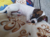 Photo №1. jack russell terrier - for sale in the city of Москва | 559$ | Announcement № 8080