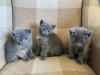 Photo №1. russian blue - for sale in the city of Helsinki | 300$ | Announcement № 69132
