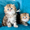 Photo №1. persian cat - for sale in the city of Long Beach | 300$ | Announcement № 114866