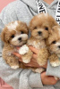 Photo №1. labradoodle - for sale in the city of Chicago | 299$ | Announcement № 46545