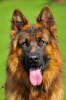 Photo №2 to announcement № 40221 for the sale of german shepherd - buy in Poland breeder