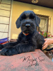 Photo №3. Giant Schnauzer puppies (3 months). Belarus