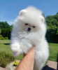 Photo №4. I will sell pomeranian in the city of Штутгарт. private announcement - price - 380$