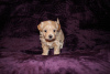 Photo №3. 3 Healthy Maltese Puppies available Now. Germany