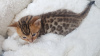 Photo №1. bengal cat - for sale in the city of Гамбург | 370$ | Announcement № 89633