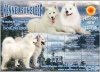 Photo №1. samoyed dog - for sale in the city of Rostov-on-Don | 30000$ | Announcement № 8499