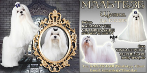 Photo №2 to announcement № 5451 for the sale of maltese dog - buy in Russian Federation private announcement